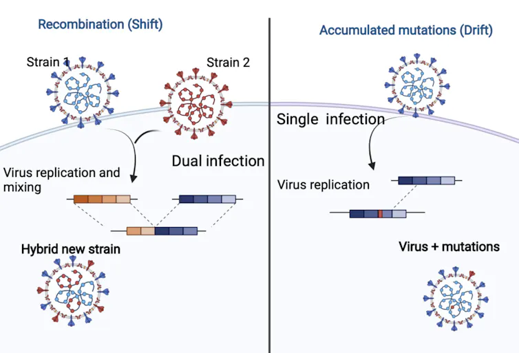 An infographic depicting recombination versus accumulated mutations.