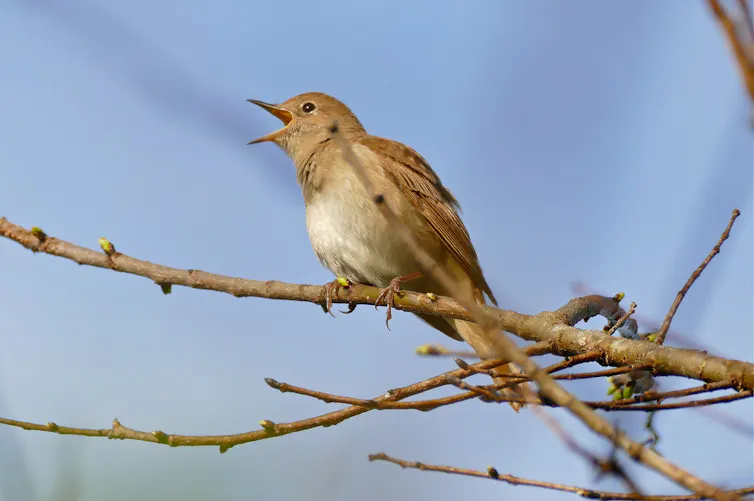 A brown bird sings on a bare tree branch