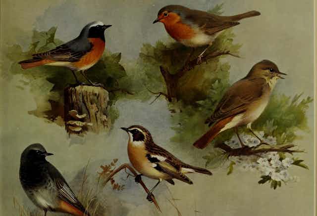 Four painted small birds
