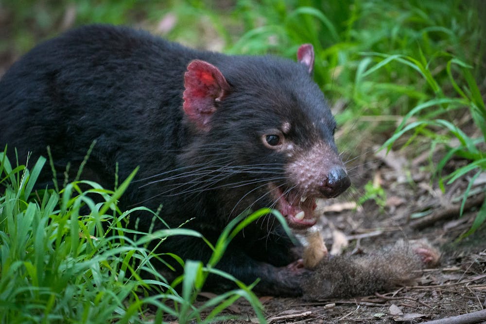 Bones and all: see how the diets of Tasmanian devils can wear down their  sharp teeth to blunt nubbins