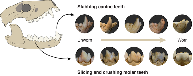 Bones and all: see how the diets of Tasmanian devils can wear down their sharp teeth to blunt nubbins