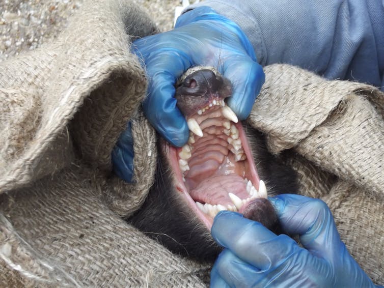 see how the diets of Tasmanian devils can wear down their sharp teeth to blunt nubbins