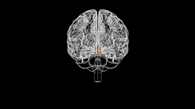 Ilustración del hipotálamo en el cerebro 