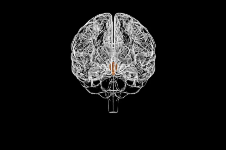 Ilustración del hipotálamo en el cerebro