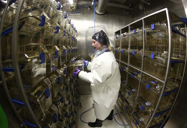 A virologist stands between rows of cages for laboratory animals in the new high security laboratory (biosafety level 4) at the Bernhard Nocht Institute for Tropical Medicine in Hamburg, Germany.