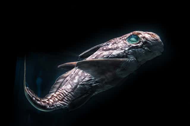 A deep sea fish in the darkness.