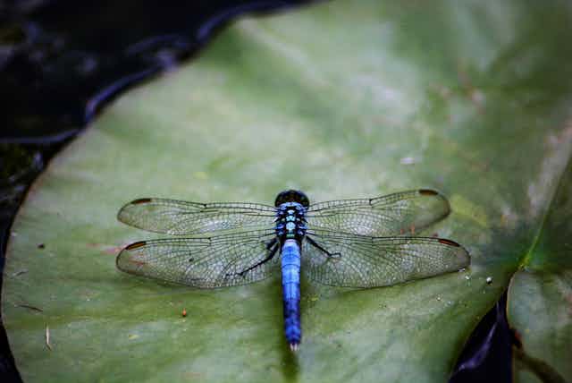 An electric blue dragonfly sits on a lilypad