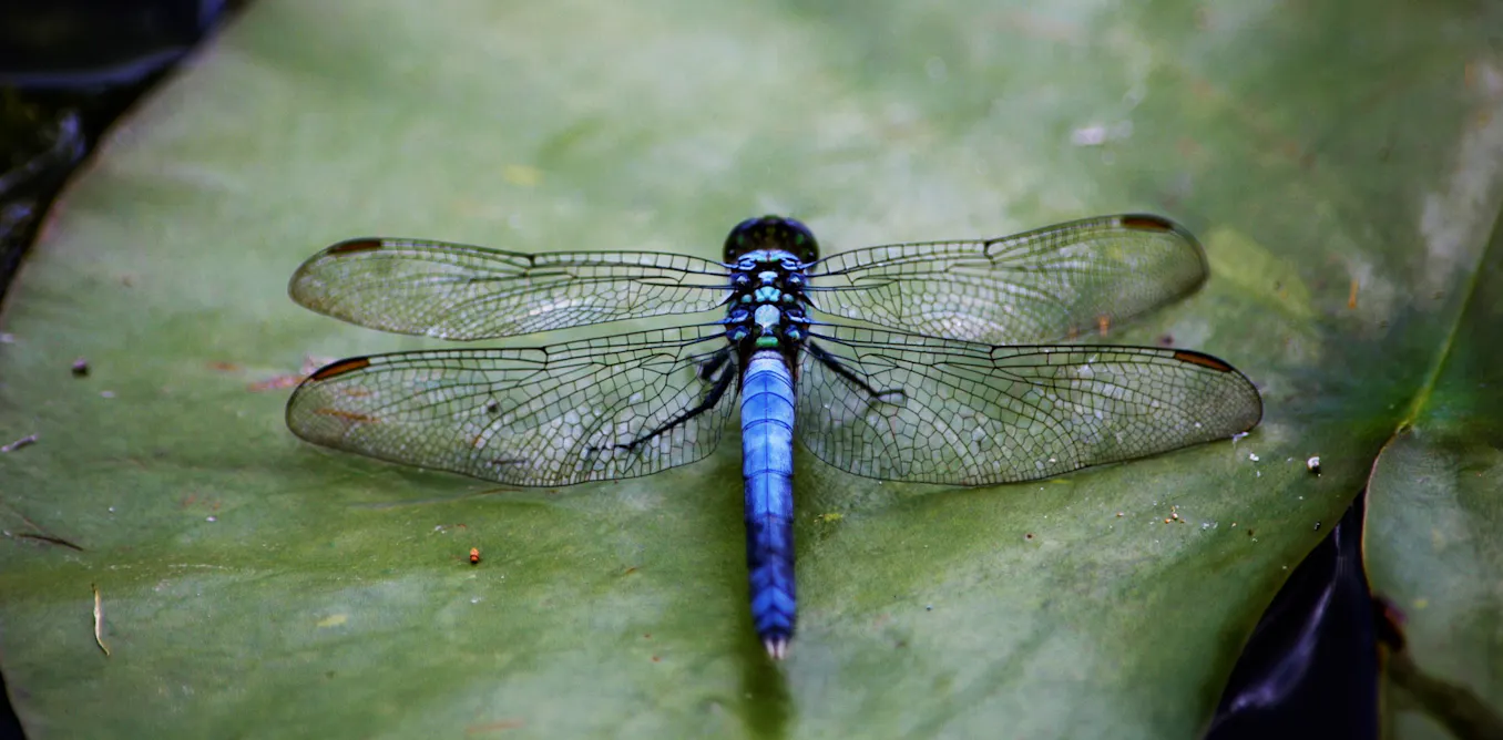 Dams Insects Insect population collapse: new evidence links it to dams