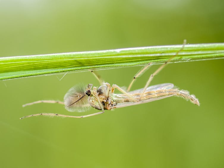 A mosquito sits on a green stem