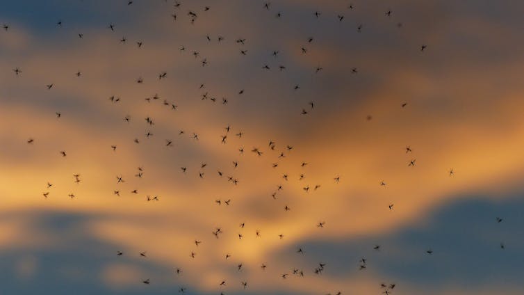 A cloud of flying insects against a sunset