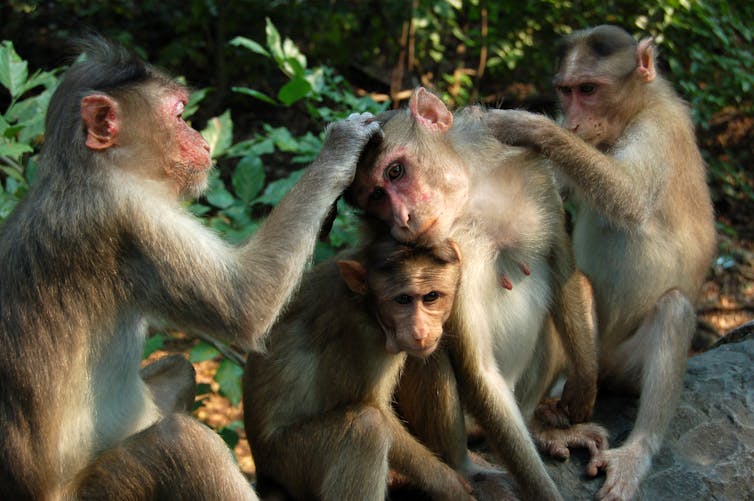 A group of monkeys