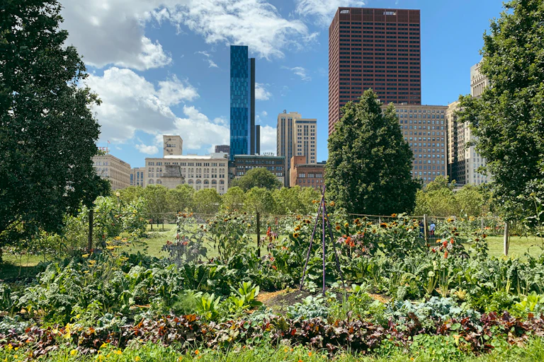 Vue d'un potager urbain, avec des gratte-ciel en arrière plan