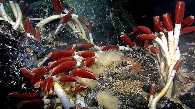 Sea life near a hydrothermal vent in the Pacific.