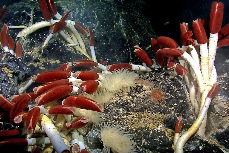 Sea life near a hydrothermal vent in the Pacific.