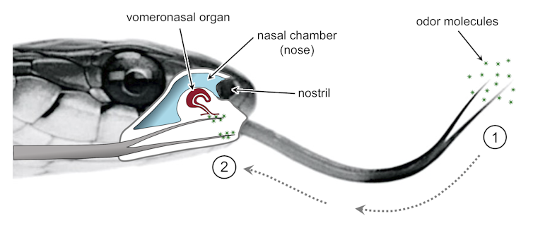 Cross-section of a snake's head showing location of vomeronasal organ, with anatomical elements labeled.
