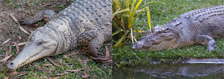 Prehistoric 'river boss' is the largest extinct croc species ever discovered in Australia