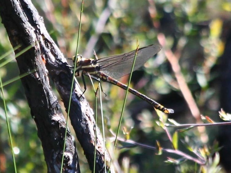 Giant dragonfly on a branch