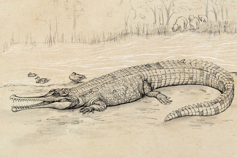 Artist's impression of Gunggamarandu maunala