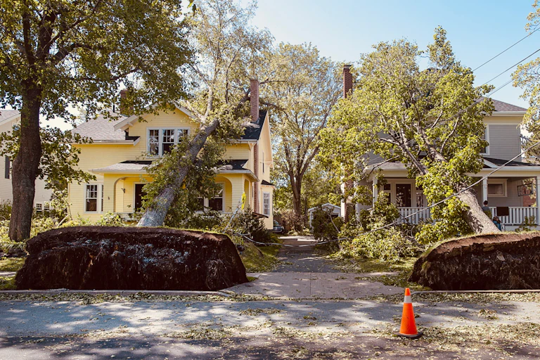 two fallen trees lying on neighbouring homes