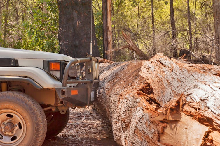 car bumper stopped at fallen tree trunk