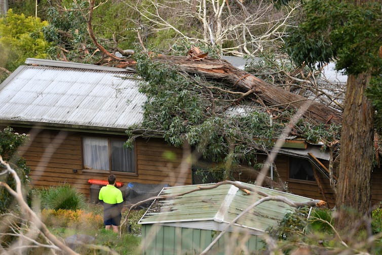 tree lying on home