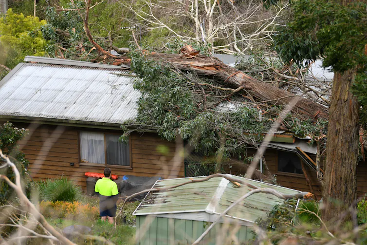 tree lying on home