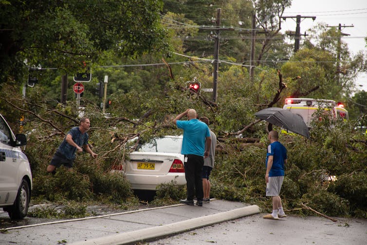 People inspect trees fallen on cars