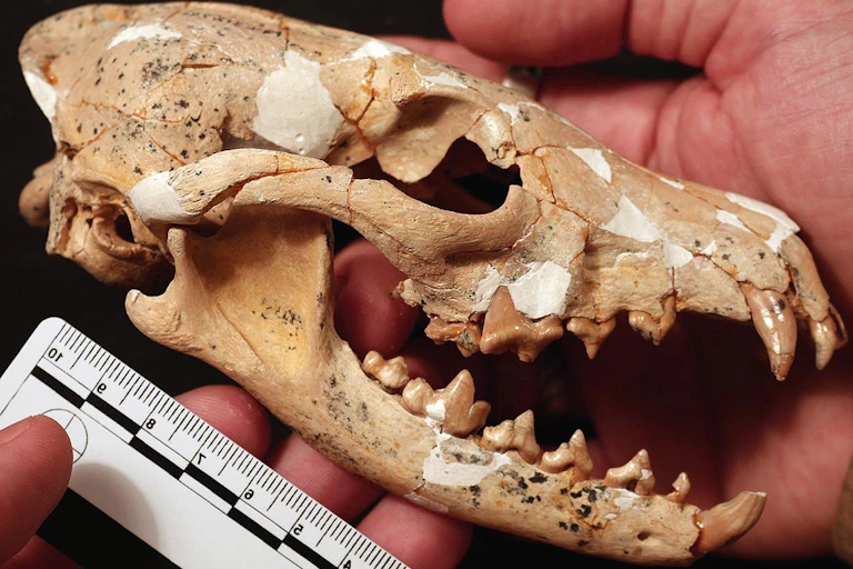 A hand holds a small skull with an elongated head shape and sharp teeth alongside a white ruler with black markings on it.