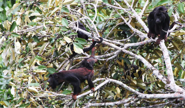 Two howler monkeys in the Amazon