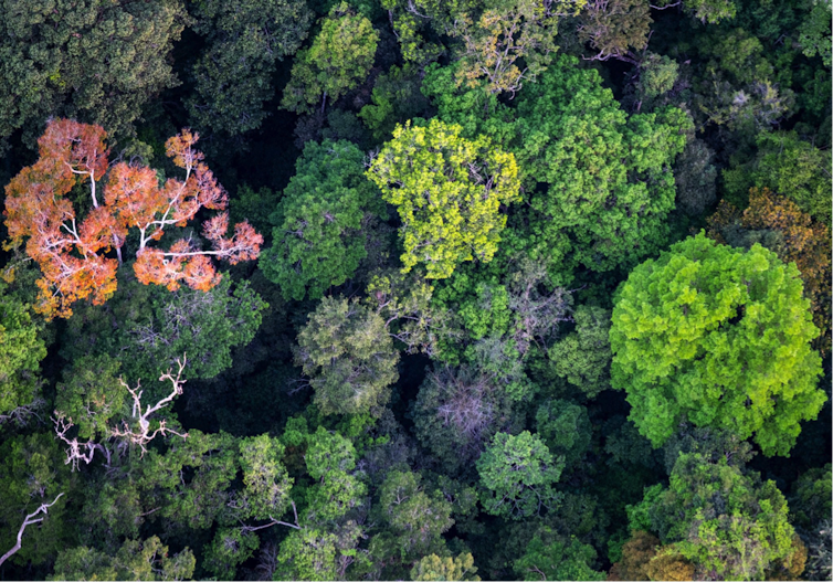 Amazon forest canopy