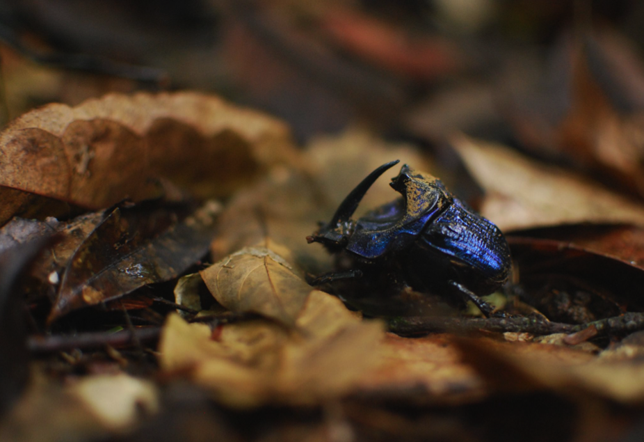Coprophanaeus lancifer, a large seed-disperser dung beetle in the Amazon