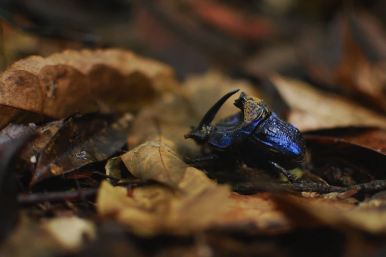 Coprophanaeus lancifer, a large seed-disperser dung beetle in the Amazon
