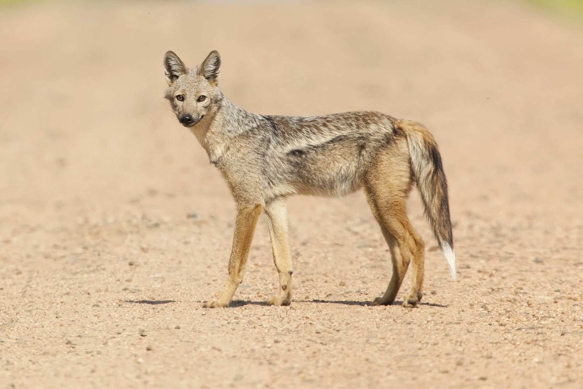picture of jackal