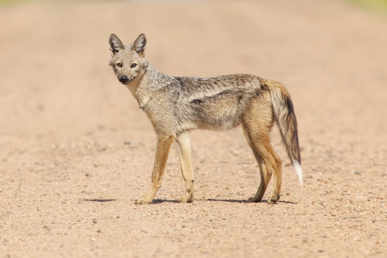 A dog-like animal with pointed ears, a fluffy tail with a white tip and a light stripe along its side.