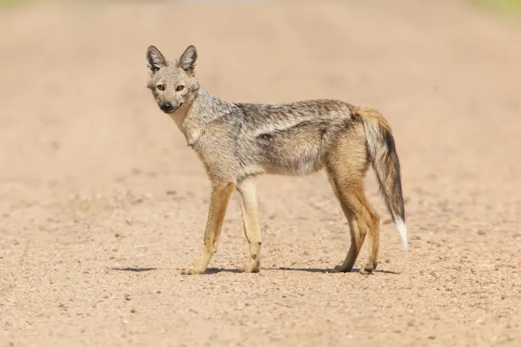 A dog-like animal with pointed ears, a fluffy tail with a white tip and a light stripe along its side.