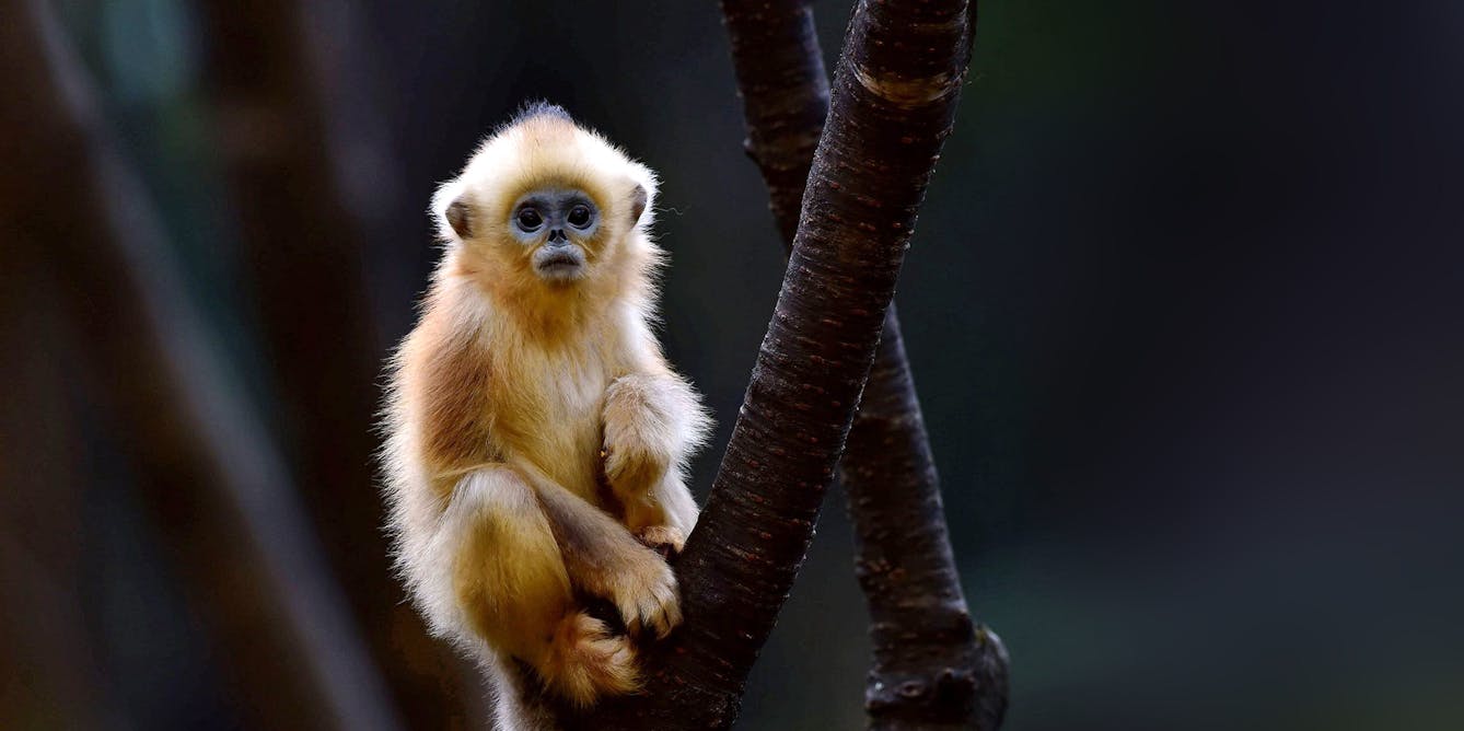 Monkeys, lemurs and apes at risk: Climate change threatens a quarter of world's primate habitat - The Conversation CA