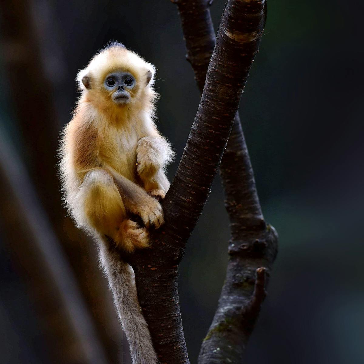 Monkeys, lemurs and apes at risk: Climate change threatens a quarter of  world's primate habitat