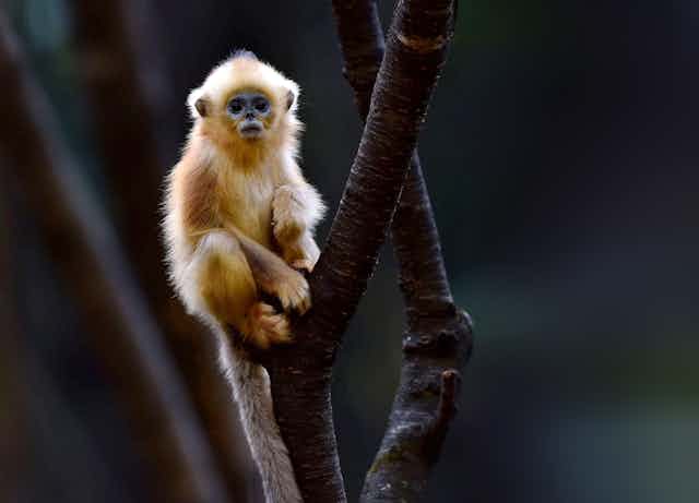 A Golden Snub-nosed Monkey sitting in a tree