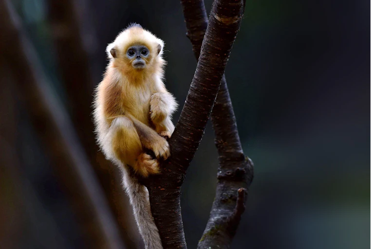 A Golden Snub-nosed Monkey sitting in a tree