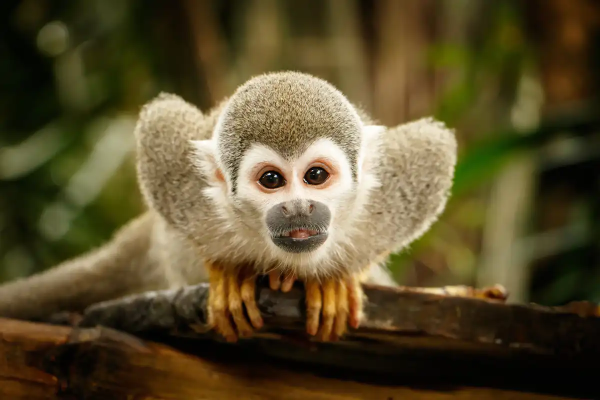 Monkeys, lemurs and apes at risk: Climate change threatens a quarter of ...