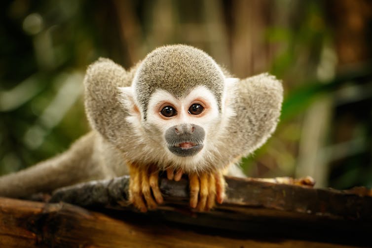 Squirrel monkey
