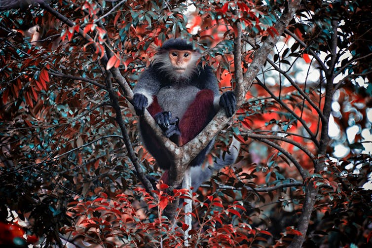 endangered red-shanked douc from Vietnam