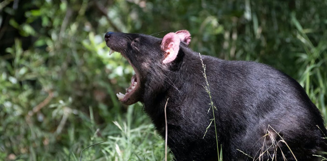Bones and all: see how the diets of Tasmanian devils can wear down their  sharp teeth to blunt nubbins