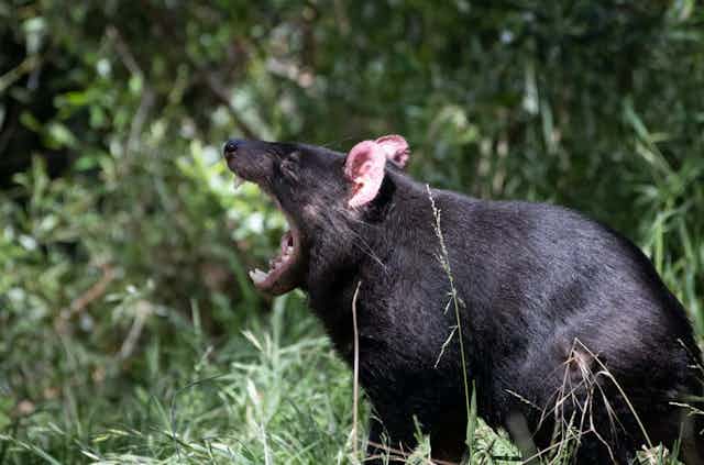 Profile of a Tassie devil with its mouth open 
