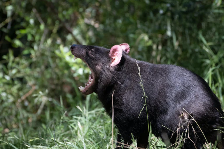 Profile of a Tassie devil with its mouth open