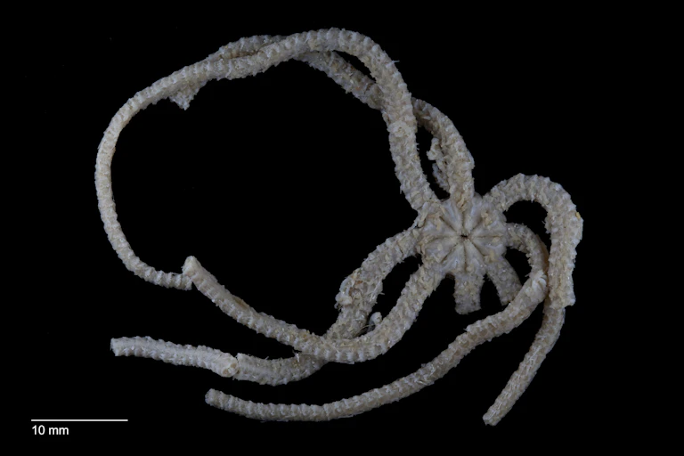 Ventral view of Ophiojura