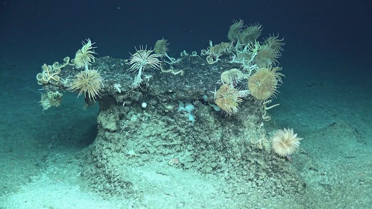 Crinoids on a seamount