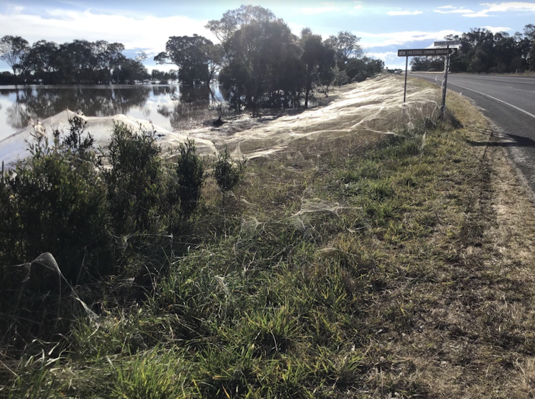 Spider webs blanket the ground in Gippsland