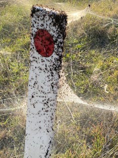 Spiders are cloaking Gippsland with stunning webs after the floods. An expert explains why