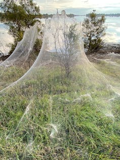 Spiders are cloaking Gippsland with stunning webs after the floods. An expert explains why